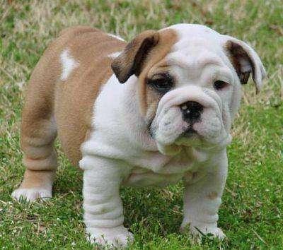 adorable english bulldog puppy  for free adoption