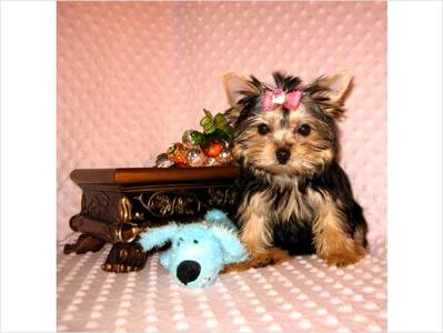 Amazing Cutties!!! TeaCup &amp; Toy size Yorkie Terrier Puppie