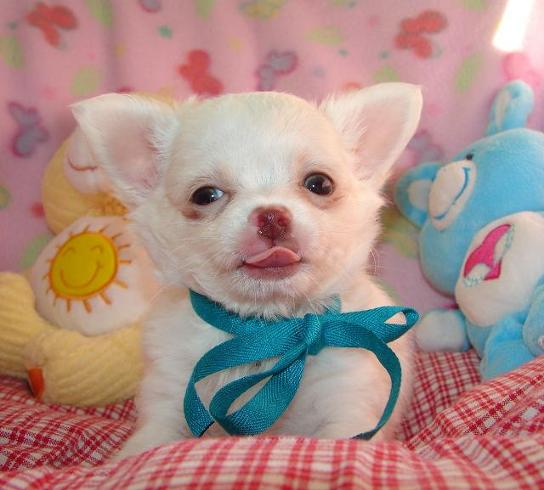 Chihuahua puppies for free adoptions