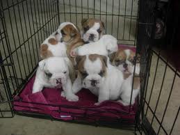 ADORABLE ENGLISH BULLDOG PUPPIES FOR REHOMIN