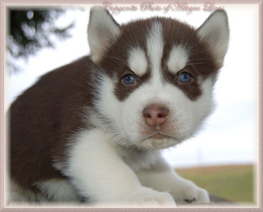 healthy pure breed blue eyes husky puppies