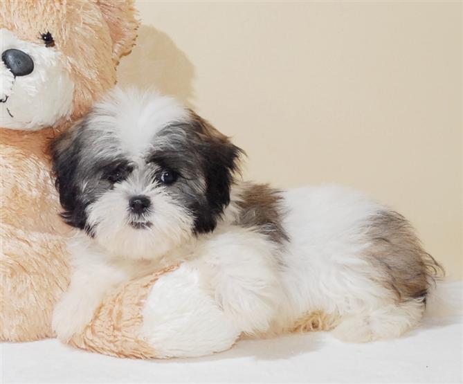 lovely friendly shuh tzu puppies