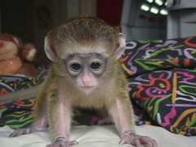 baby  capuchin monkeys to give them out