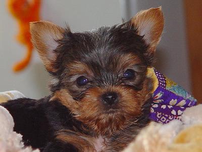 Friendly Yorkshire Terrier (teacup) puppies 1 male &amp; 1 female available.