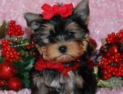 AFFECTIONATE TEA CUP YORKIE PUPPY