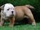 Affectionate and Cute Looking English Bulldog Puppies For Adoption