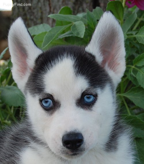 Siberian Huskey Pups now Available.(dido.white@yahoo.com)