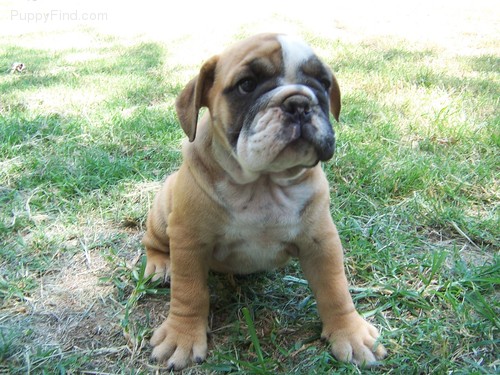 English Bull Dog Puppies!!!