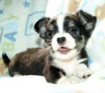 chihuahua puppies free for adoption.