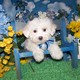 Teacup Maltese puppies for free adoption(potty traind)