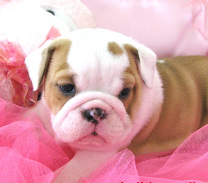 Healthy Adorable English Bulldog Puppies For Adoption