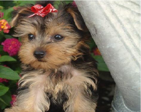 Lovely Yorkie Puppies for Adoption