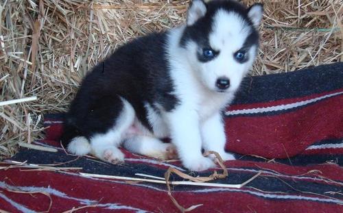 Pure Breed Siberian Husky Puppies for a lovely home