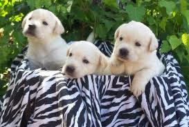 Quality Labrador Puppies for Adoption