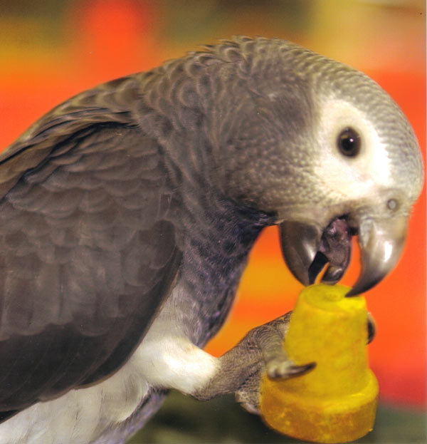 well trained african grey parrots ready for new home