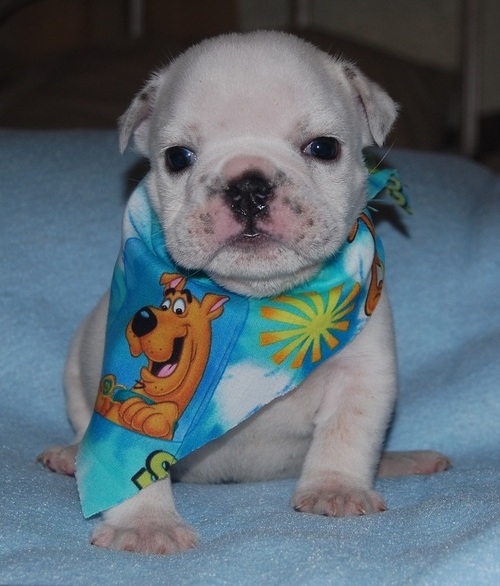 adorable english bulldog puppies for any good home now ready