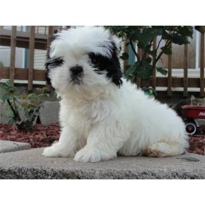 lovely shih tzu pup for adoption