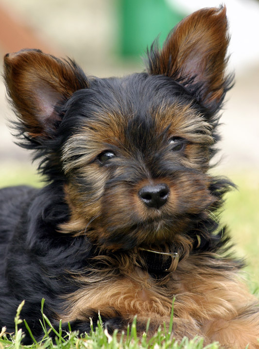 two tea cup Yorkie puppies for adopti