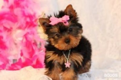 Cute And Adorable Teacup Yorkie Puppies For Free Adoption