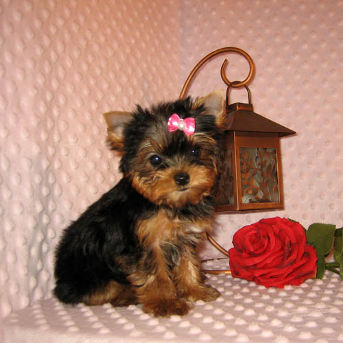 Adorable Teacup Yorkie Puppies placed on Adoption