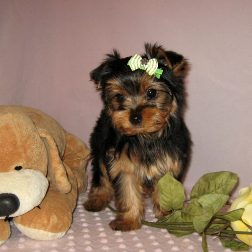 Cute Tecup Yorkie Puppies Ready For Adoption