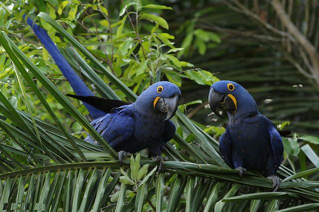 Healthy Tamed Hyacinth Macaw Parrots For Adoption