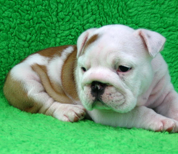 Adopt Healthy English Bulldog Puppies For FREE