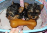 cute and charming yorkie puppies for free adoption. 14 weeks