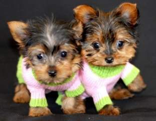 Akc Reg. teacup Yorkie puppies ready for free adoption