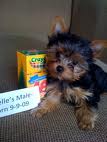 A k c register yorkie for adoption