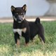 Lovely shiba inu puppies for sale