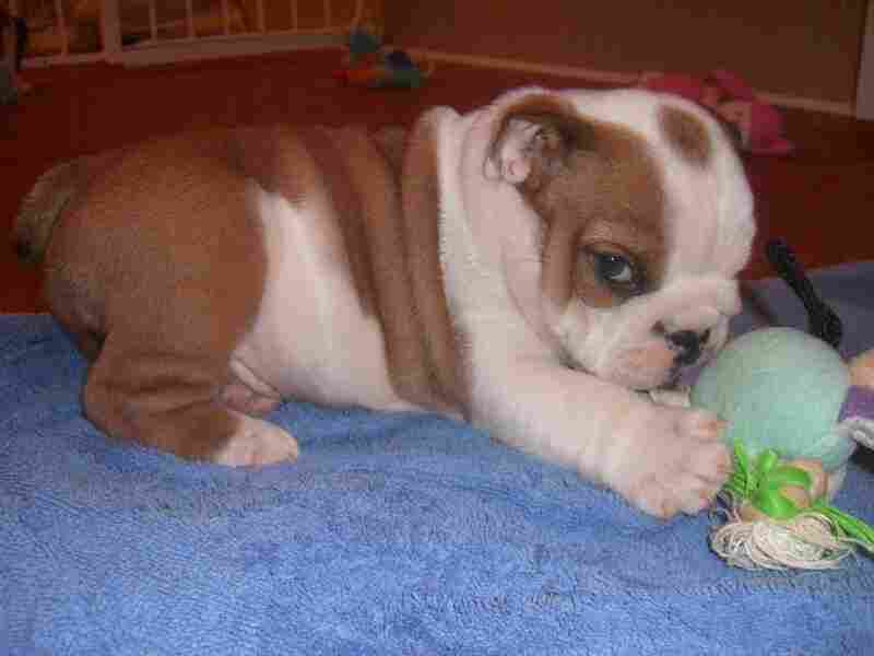 English Bulldog Puppies Available For V's Day