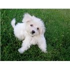 Cute maltese puppies for adoption