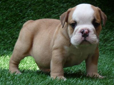 CUTE ENGLISH BULLDOG PUPPIES FOR ADOPTION