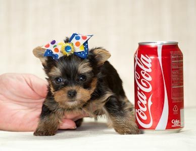 TEACUP YORKIE PUPPIES FOR FREE ADOPTION EMAIL ( brandylens@live.com )