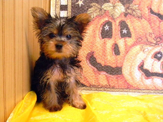 Gorgeous yorkies ready to go to forever homes