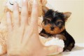 CUTE AND JOVIAL TEACUP YORKIE PUPPIES FOR ADOPTION