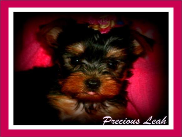 Yorkshire Terrier (teacup) ready for adoption