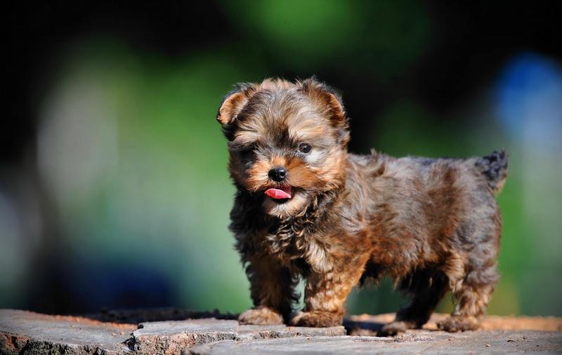 yorkie puppy for a good home