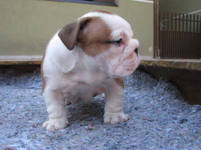 Male and Female English Bulldog Puppies Ready For