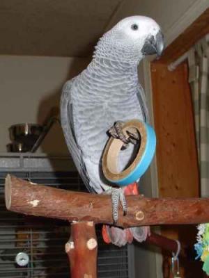 FULLY WEANED AFRICAN GREY BABIES FOR SALE