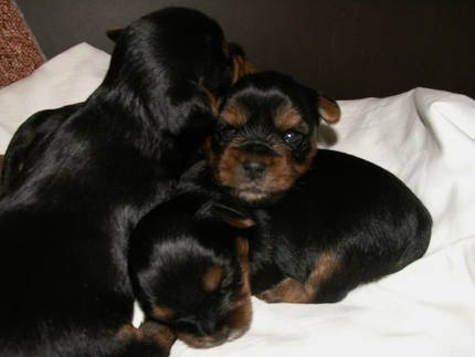 Beautiful yorkies for rehoming.