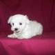 Male &amp; Female Teacup Maltese Puppies to give for adoption.