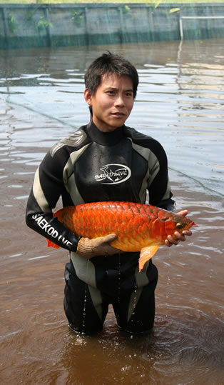 Arowana fishes of different kinds and sizes for sale