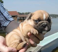 Cute English Bulldog puppies