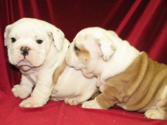 Potty Trained English Bulldog Puppies For Good Homes