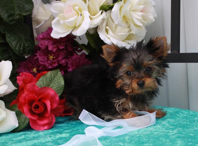 We have two Yorkie puppies for adoption