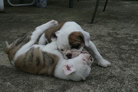 Cute English Bulldog Puppies For Free Adoption