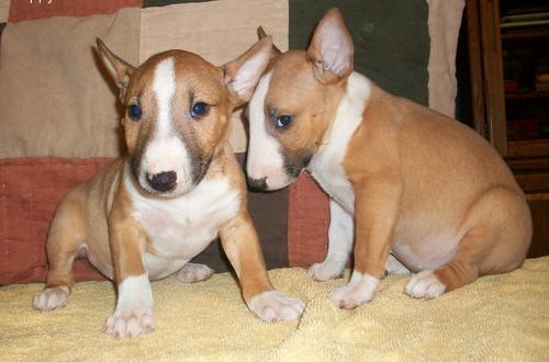 bull terrier puppies for adoption