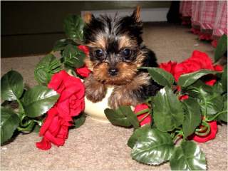 Tea Cup Yorkie Puppy For Re-homming !!!!